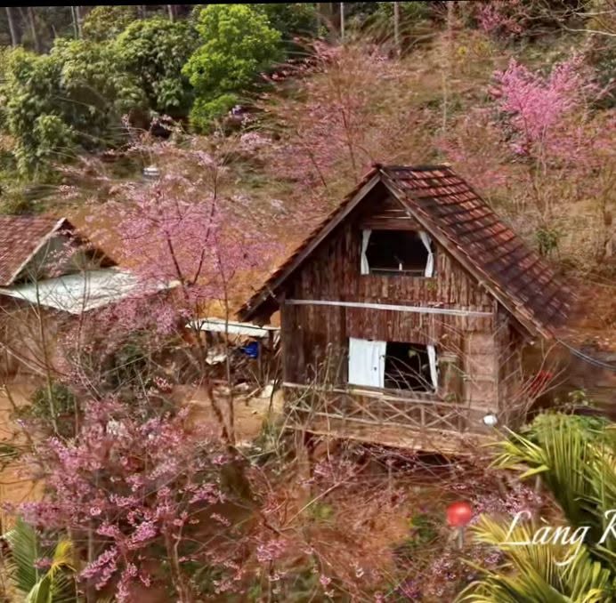 Mùa hoa mai anh đào rực rỡ nở rộ bên căn nhà gỗ Măng Đen vào tháng 1