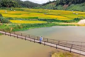 Toàn cảnh ruộng bậc thang lúa chín vàng óng tại làng Kon Pring Măng Đen tháng 6 tháng 7